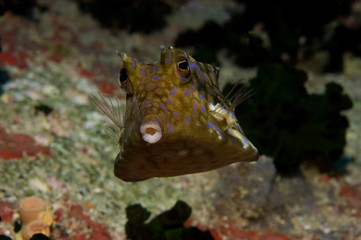 Thornback Cowfish