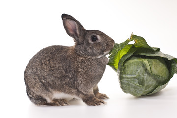 The rabbit with cabbage