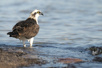 osprey landing