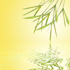 Fototapeta na wymiar Bamboo Beauty liści trawy