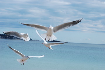 ailes et liberte