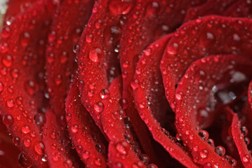 Rose leaves dewdrop