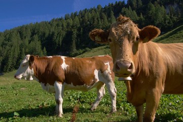 Fototapeta na wymiar cows in mountain pasure, switzerland