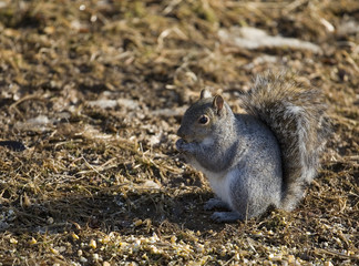 squirrel