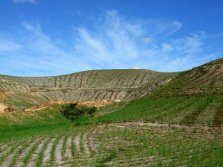 sugar cane plantation on the hill