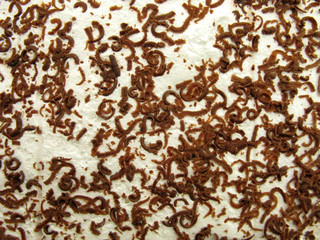 Planed chocolate crumbs on white cream