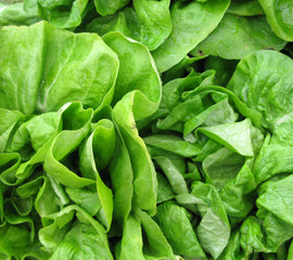 Lettuce