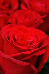 Red rose closeup