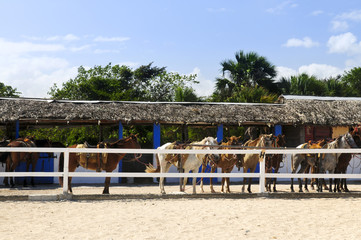 Horses gathered at stable