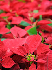 Red poinsettia flowers