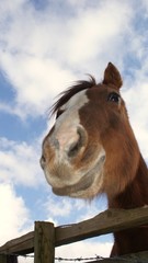 Smiling brown horse