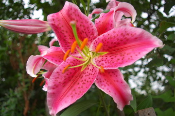 Fototapeta premium Lily