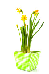 daffodills