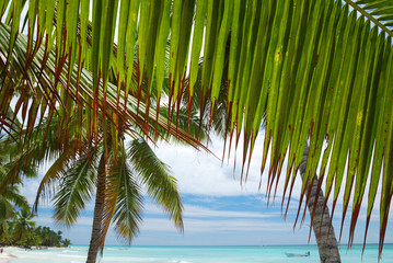 Fototapeta premium Caribbean beach