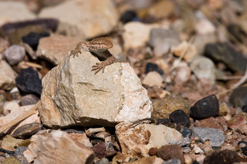 Eidechse auf Steinen