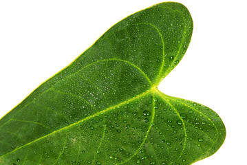 Fototapeta na wymiar Close up of green ivy leaf shaped as a heart with water droplets on white background.