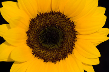 Eine Nahaufname einer Sonnenblume