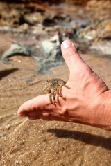 crab