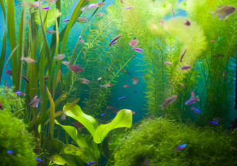 Aquarium with fish and seaweed © Ekaterina Volkova