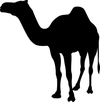 camels vector silhouettes