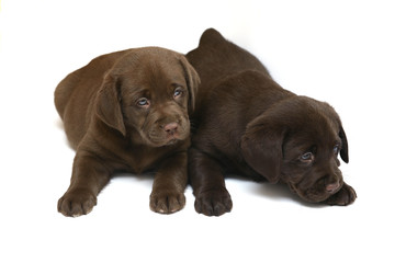 Two chocolate puppies.