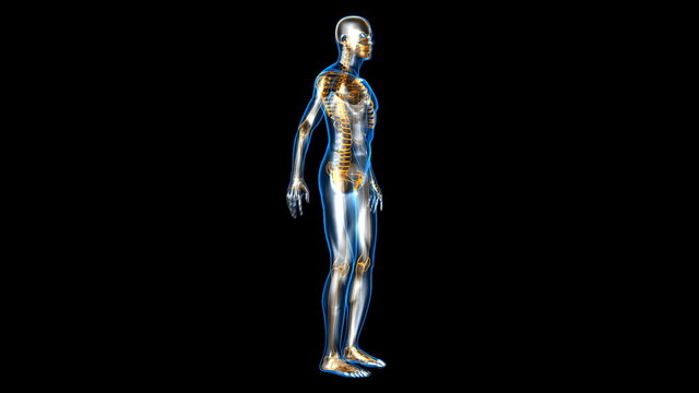 Anatomie
