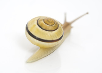 escargot