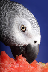 Fototapeta premium African Grey Parrot