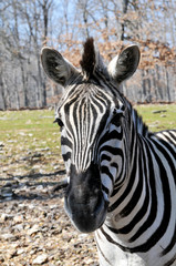 Fototapeta na wymiar Portrait of African zebra
