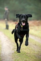 Big Black Labrador Running