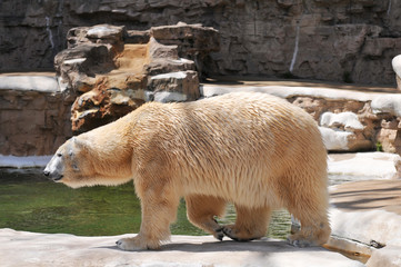 Polar bear walking at the zoo