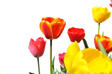 Tulips of various colors isolated on white