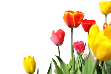 Tulips of various colors isolated on white