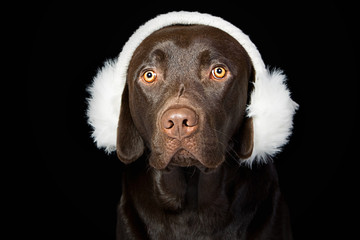 Cute Chocolate Labrador in White Ear Muffs