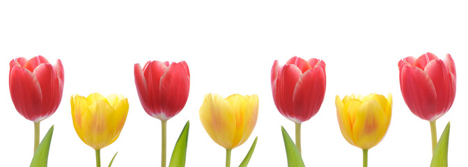 Fototapeta premium Mixed Tulips