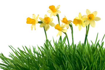 Fototapeta premium spring daffodils in green grass