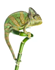 Foto op Plexiglas Kameleon kameleon op bamboe