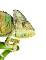 chameleon on  bamboo © mashe