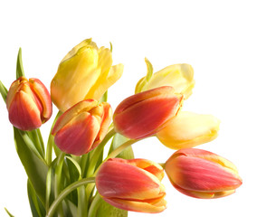 Fototapeta premium spring tulips