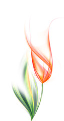 Tulip flower - 11945976