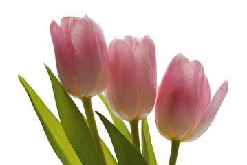 Tulpen
