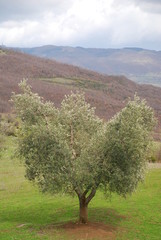 Olive Tree, Tuscany