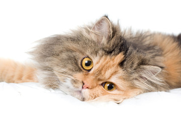Cat on gray background - 11948146