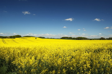 Fields of rape