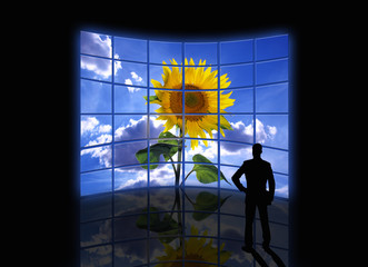 sunflower screens and manager