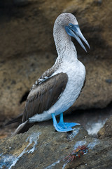 Blue-footed Booby (sula nebouxii)