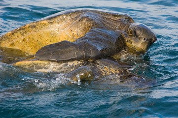 A mating pair of Pacific Green Sea Turtles (Chelonia mydas)