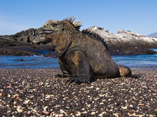 Marine Iguana (Amblyrhynchus cristatus)