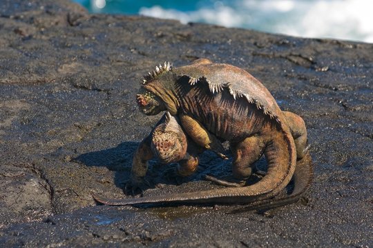 Two Male Marine Iguana (Amblyrhynchus Cristatus) In A Fight