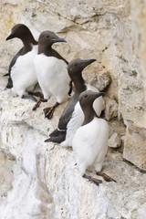 Common Guillemot nest (Uria aalge)